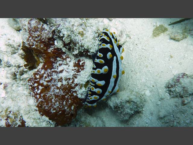 Gift-Warzenschnecke - Phyllidia varicosa