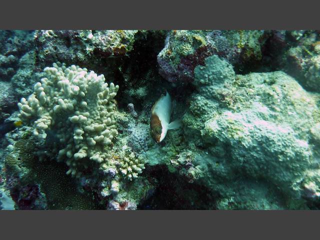 Baskenmützen-Zackenbarsch - Epinephelus fasciatus