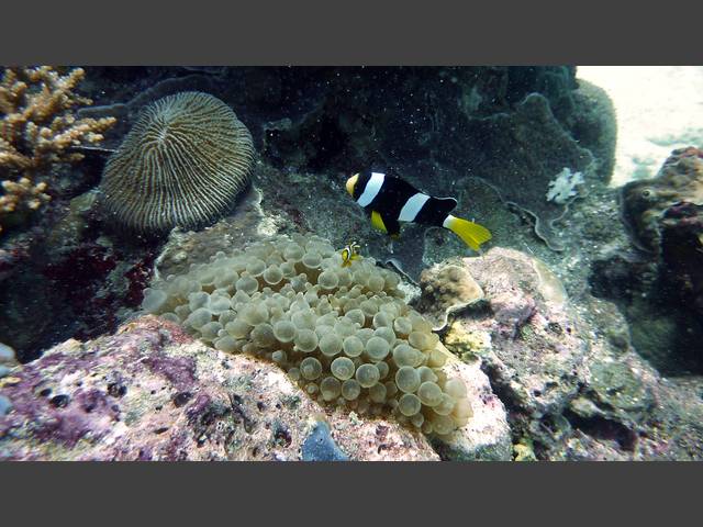 Clarks Anemonenfisch - Amphiprion clarkii