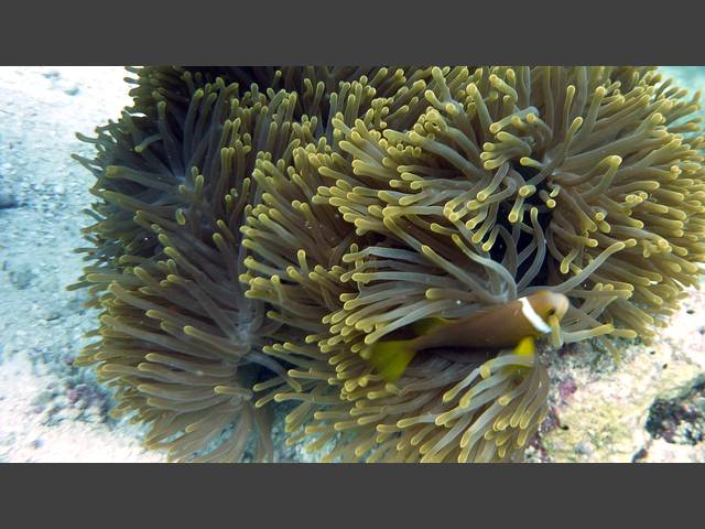 Malediven-Anemonenfisch - Amphiprion nigripes