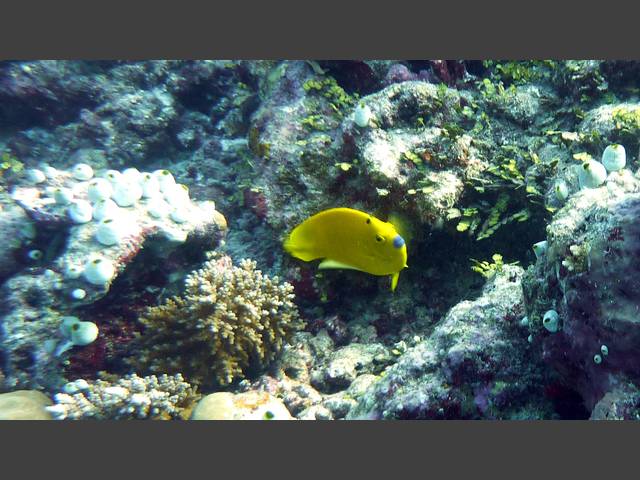 Gelber Dreipunkt-Kaiserfisch - Apolemichthys trimaculatus