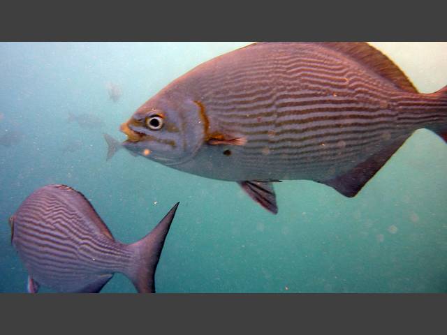 Messing-Ruderfisch - Kyphosus vaigiensis