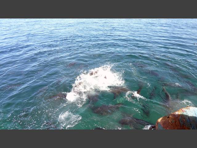 Fischfütterung morgens um 10.15 Uhr