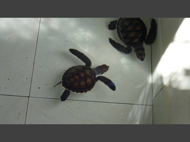 Schildkrötenaufzucht