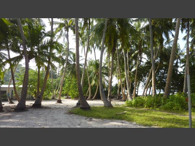 Kokospalmenhain auf Fulidhoo
