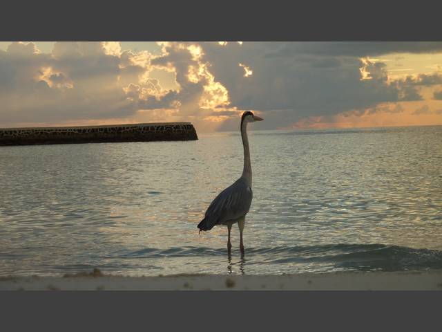 Reiher im Sonnenuntergang