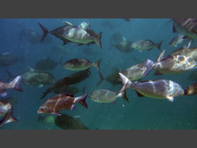 Messing-Ruderfisch - Brassy rudderfish - Kyphosus vaigiensis