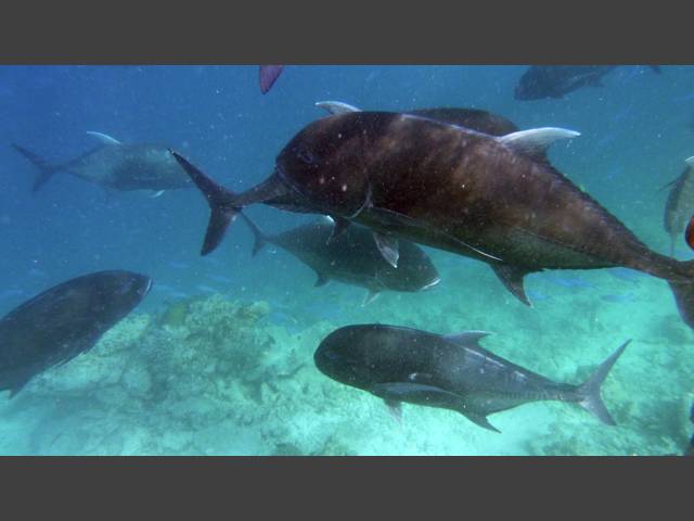 Dickkopf-Makrele - Giant trevally - Caranx ignobilis