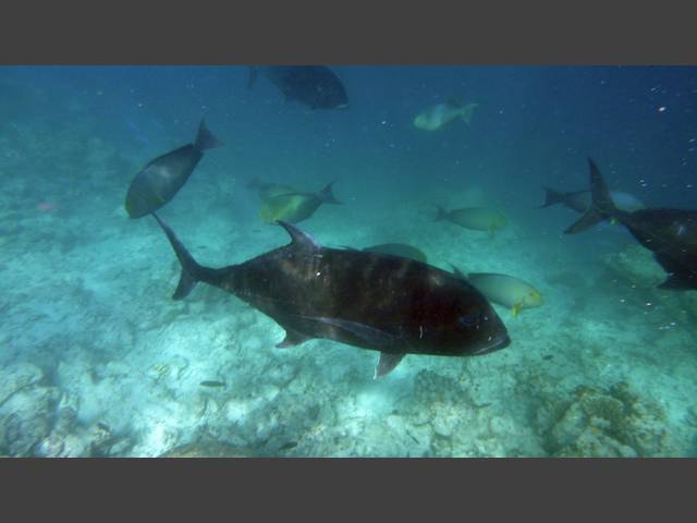 Dickkopf-Makrele - Giant trevally - Caranx ignobilis