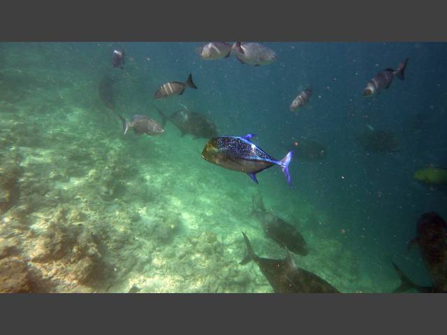 Blauflossen-Makrele - Bluefin trevally - Caranx melampygus