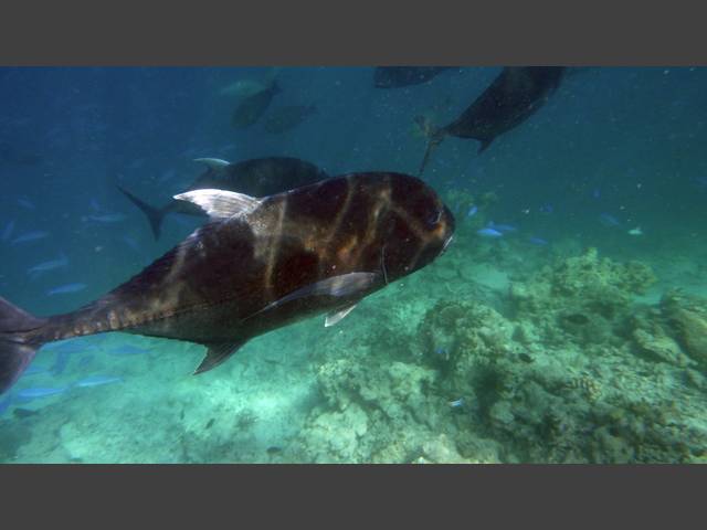 Dickkopf-Makrele - Giant trevally - Caranx ignobilis