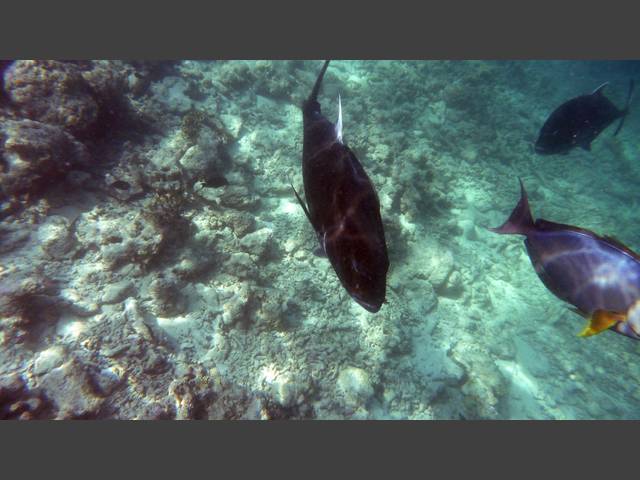 Dickkopf-Makrele - Giant trevally - Caranx ignobilis