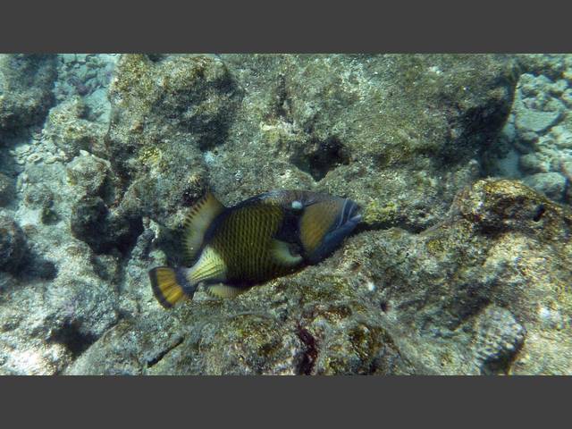 Grüner Riesendrückerfisch - Titan Triggerfish - Balistoides viridescens