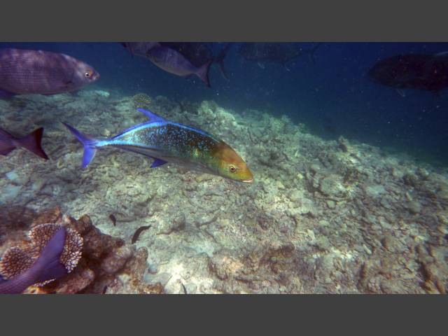 Blauflossen-Makrele - Bluefin trevally - Caranx melampygus