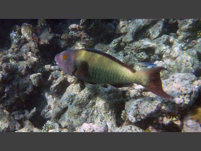 Masken-Papageifisch - Cetoscarus bicolor fem.