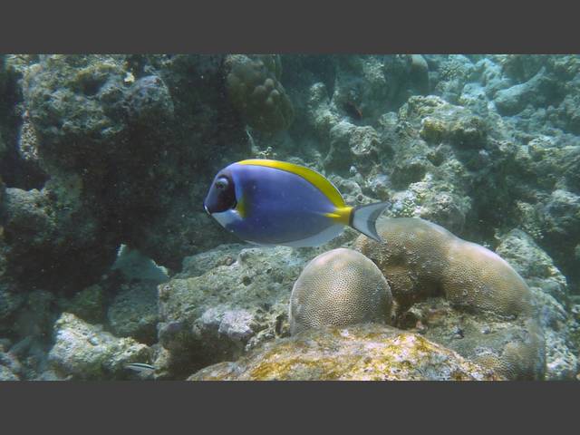 Weißkehl-Doktorfisch - Powderblue Surgeonfish - Acanthurus leucosternon