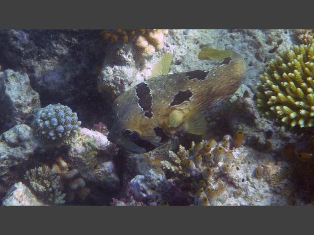 Masken-Igelfisch - Black-blotched porcupinefish - Diodon liturosus