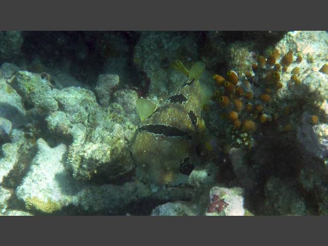 Masken-Igelfisch - Black-blotched porcupinefish - Diodon liturosus