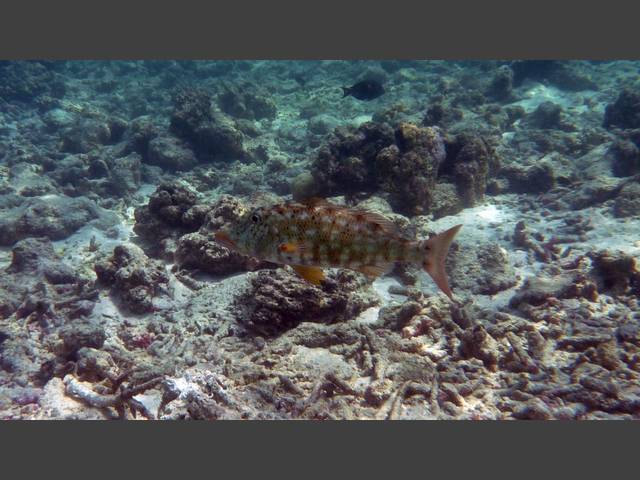 Spitzkopf-Straßenkehrer - Smalltooth emperor - Lethrinus microdon