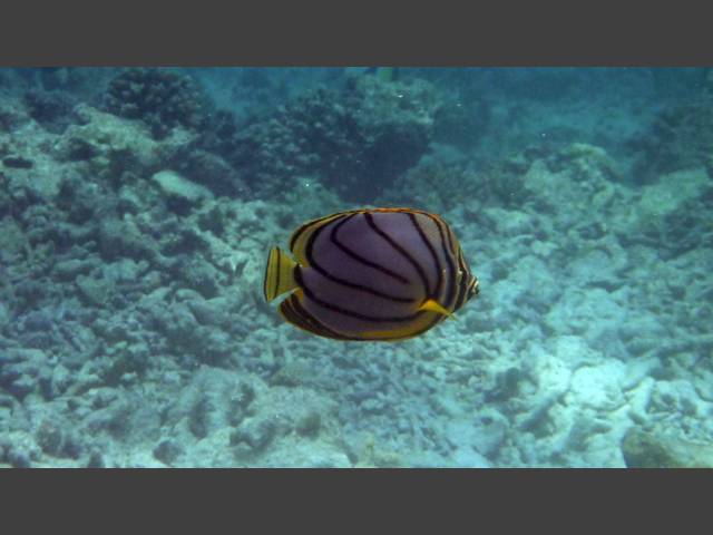 Schwarzstreifen-Falterfisch - Scrawled butterflyfish - Chaetodon meyeri