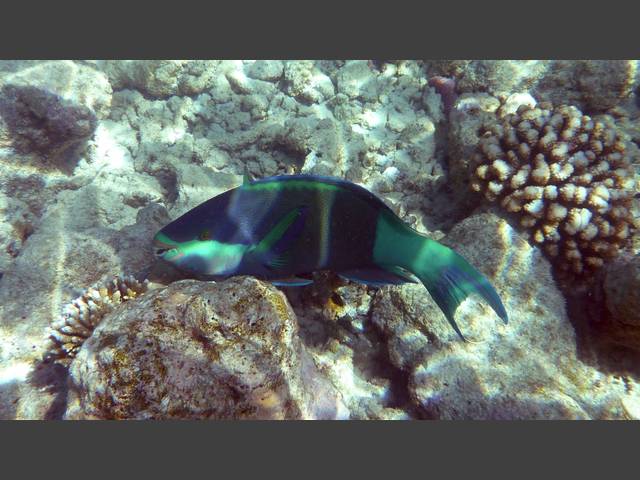 Kugelkopf-Papageifisch - Daisy parrotfish - Chlorurus sordidus