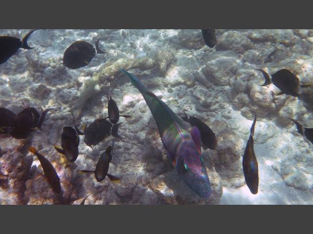 Masken-Papageifisch - Bicolour parrotfish - Cetoscarus bicolor