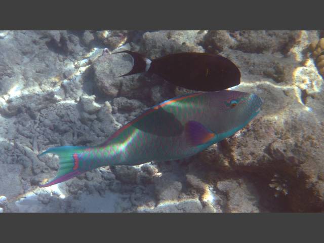 Masken-Papageifisch - Bicolour parrotfish - Cetoscarus bicolor