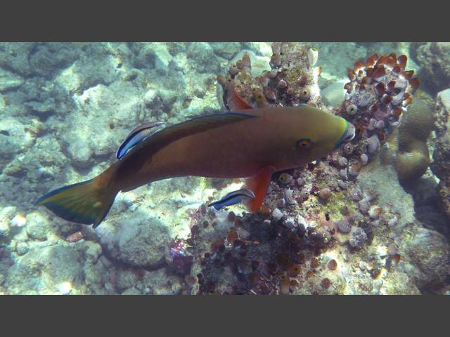 Buckelkopf-Papageifisch - Indian Ocean steephead parrotfish - Chlorurus strongylocephalus