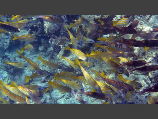 Blaustreifen-Schnapper - Bluestripe snapper - Lutjanus kasmira