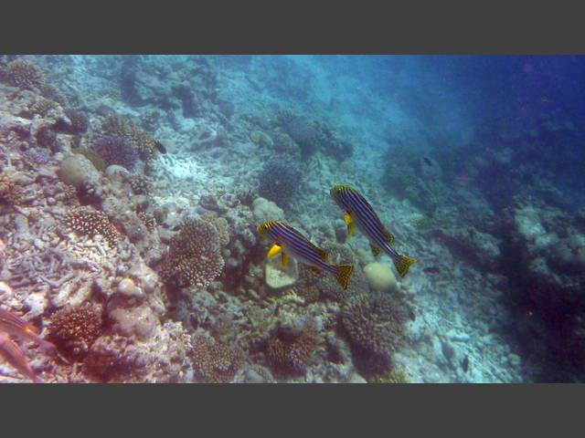 Orient-Süßlippe - Oriental sweetlips - Plectorhinchus orientalis