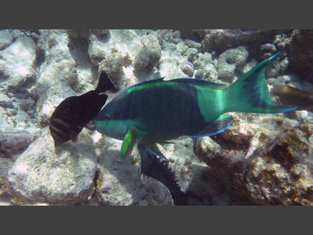 Kugelkopf-Papageifisch - Daisy parrotfish - Chlorurus sordidus