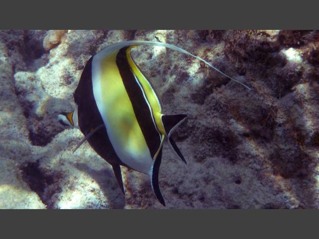 Halfterfisch - Moorish idol - Zanclus cornutus