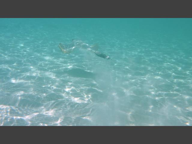 Federschwanz-Stechrochen - Cowtail ray - Pastinachus sephen