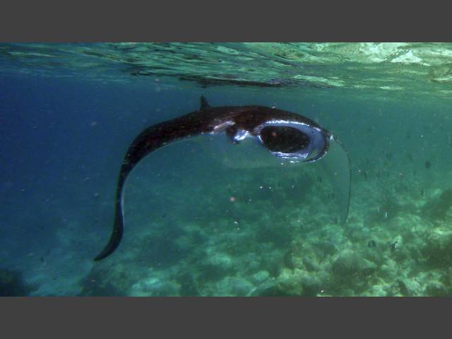 Manta - Manta ray - Manta birostris