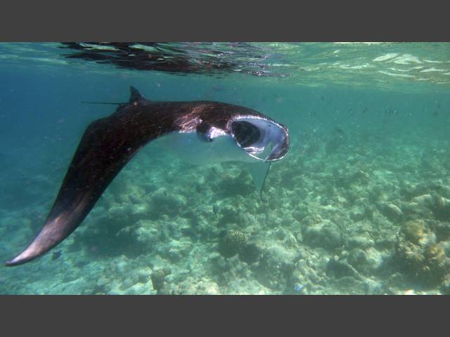 Manta - Manta ray - Manta birostris