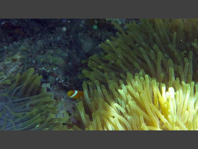 Malediven-Anemonenfisch - Maldive anemonefish - Amphiprion nigripes