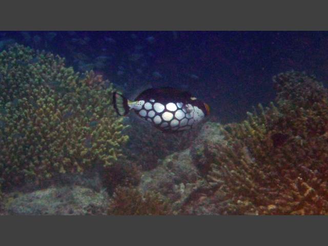 Leoparden-Drückerfisch - Clown triggerfish - Balistoides conspicillum