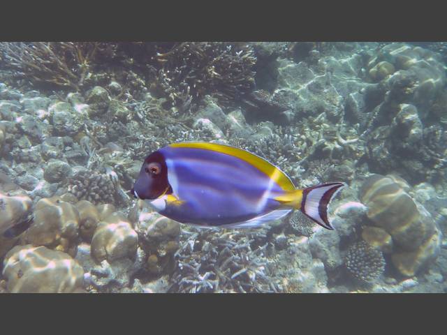 Weißkehl-Doktorfisch - Powderblue Surgeonfish - Acanthurus leucosternon