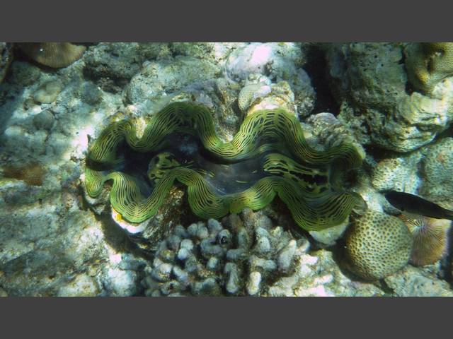 Riesenmuschel - Giant clam