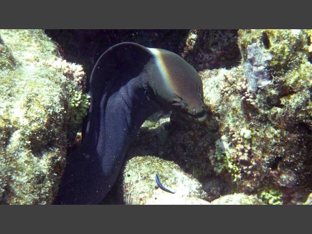 Riesenmuräne - Giant moray - Gymnothorax javanicus