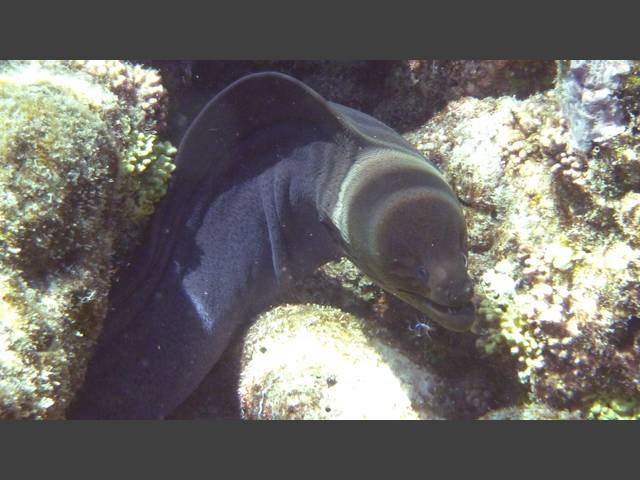 Riesenmuräne - Giant moray - Gymnothorax javanicus