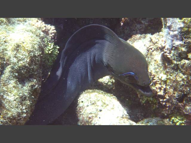 Riesenmuräne - Giant moray - Gymnothorax javanicus