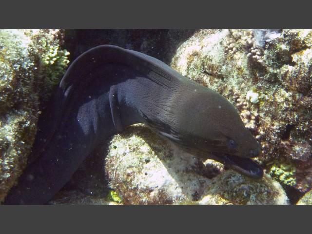 Riesenmuräne - Giant moray - Gymnothorax javanicus