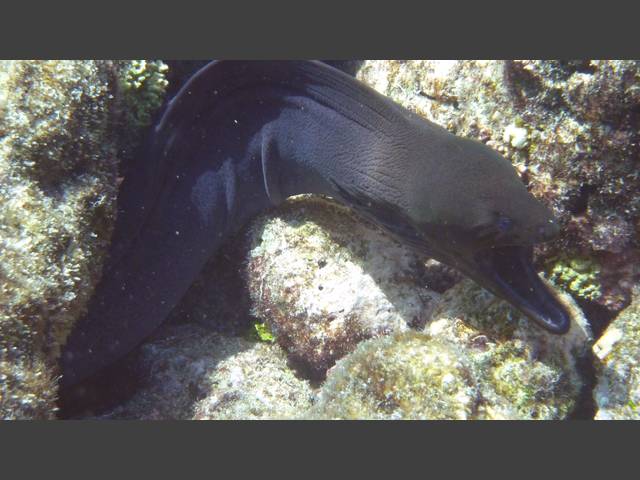 Riesenmuräne - Giant moray - Gymnothorax javanicus