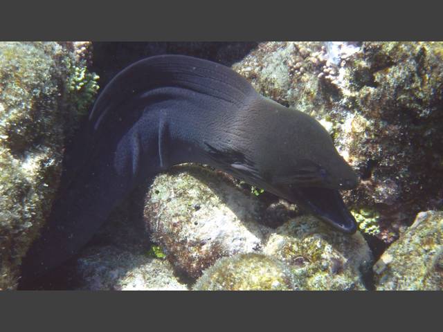 Riesenmuräne - Giant moray - Gymnothorax javanicus