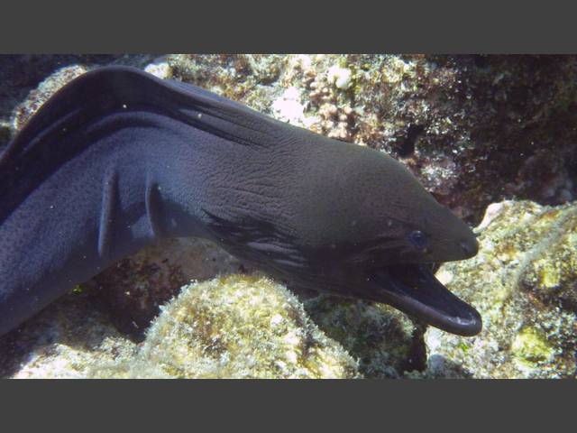 Riesenmuräne - Giant moray - Gymnothorax javanicus
