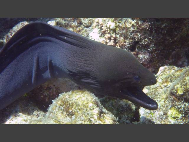 Riesenmuräne - Giant moray - Gymnothorax javanicus