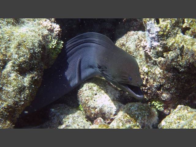 Riesenmuräne - Giant moray - Gymnothorax javanicus