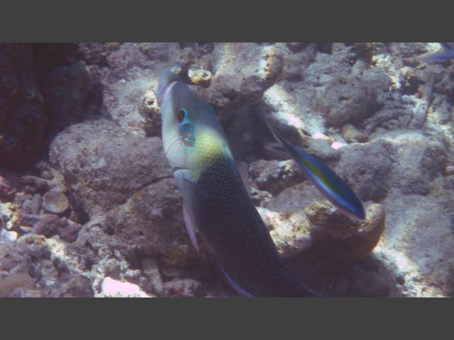 Zweifarben-Bannerlippfisch - Blackeye thicklip - Hemigymnus melapterus