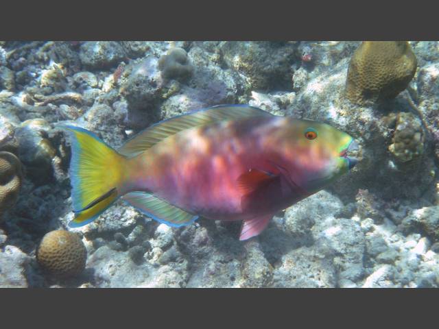 Buckelkopf-Papageifisch - Chlorurus strongylocephalus fem.